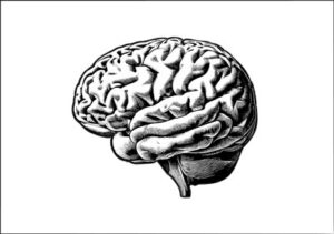Drawing of brain side view isolated on white BG